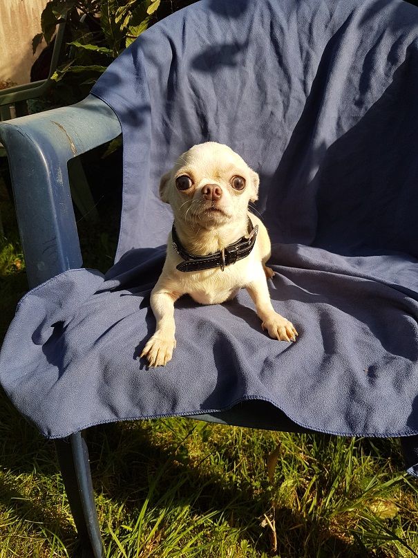 Snoopy De La Contrée Des Elfes