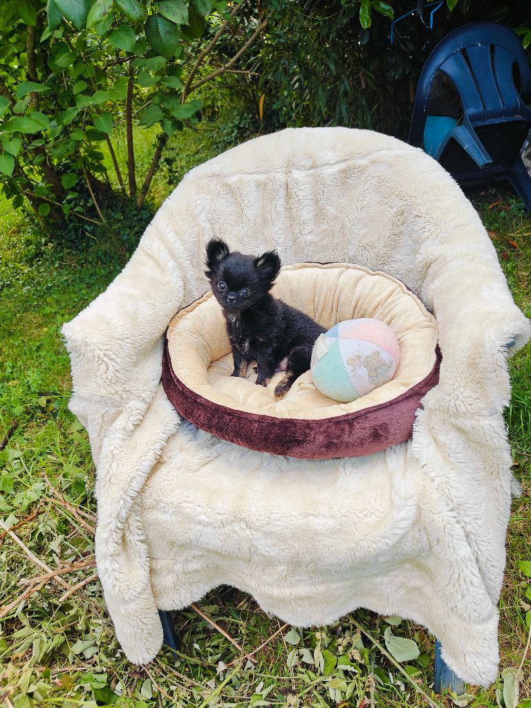 Didier Auger - Chiots disponibles - Chihuahua