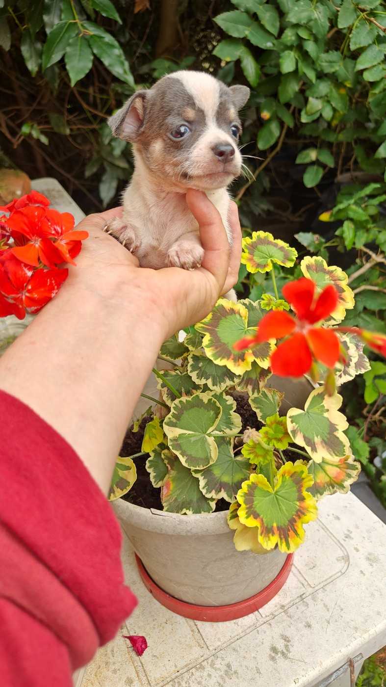 Didier Auger - Chiots disponibles - Chihuahua