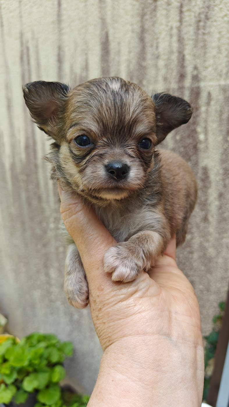 Didier Auger - Chiots disponibles - Chihuahua