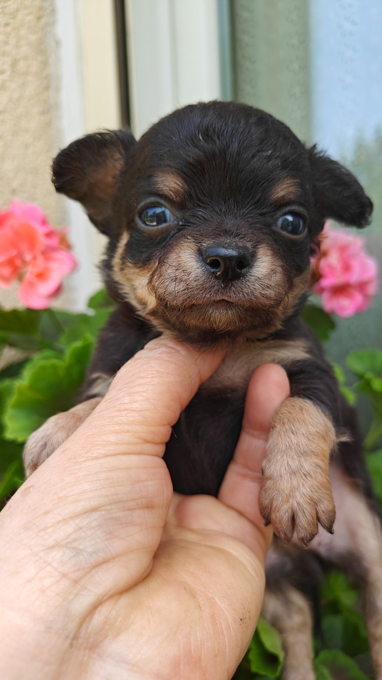 Didier Auger - Chiots disponibles - Chihuahua