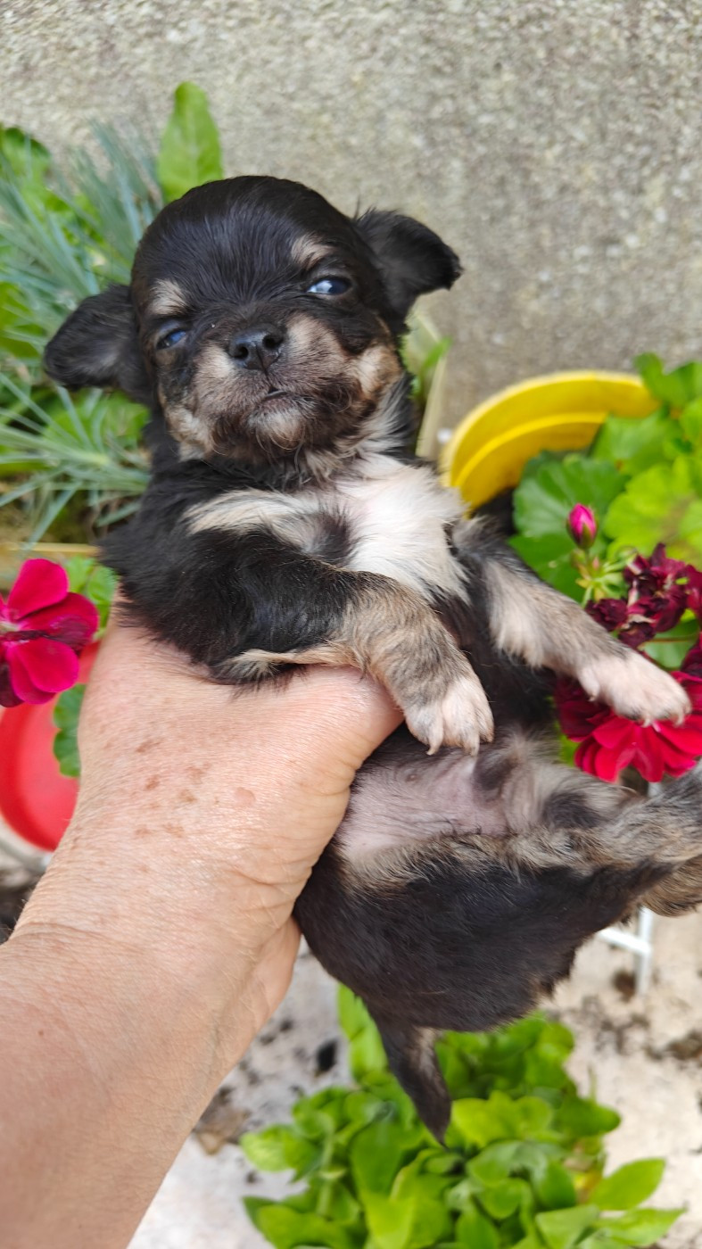 Didier Auger - Chiots disponibles - Chihuahua