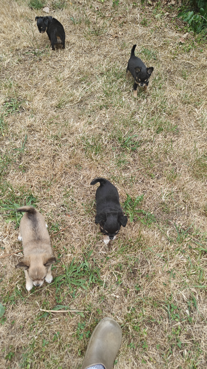 Chiot Chihuahua Didier Auger