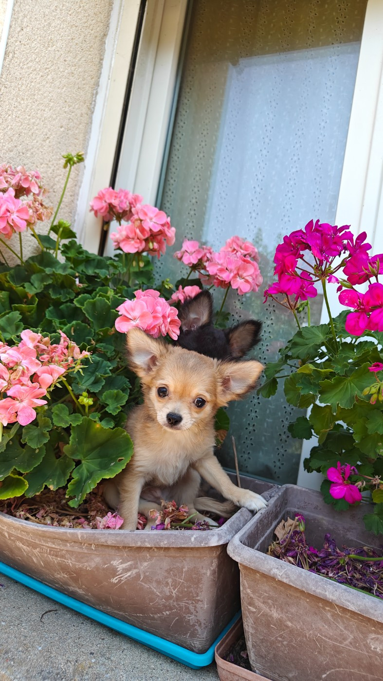 Didier Auger - Chiots disponibles - Chihuahua