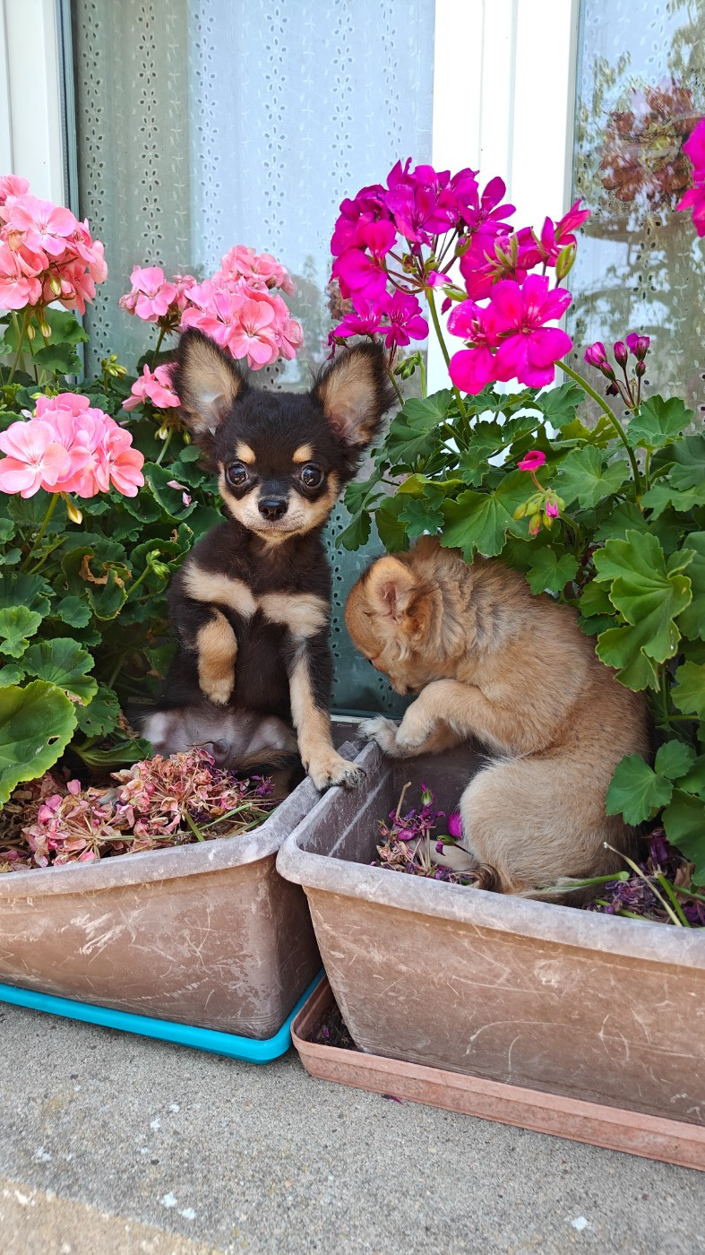 Didier Auger - Chiots disponibles - Chihuahua