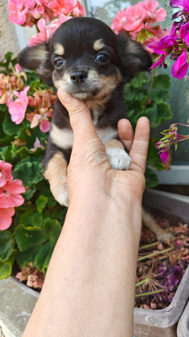 Didier Auger - Chiots disponibles - Chihuahua