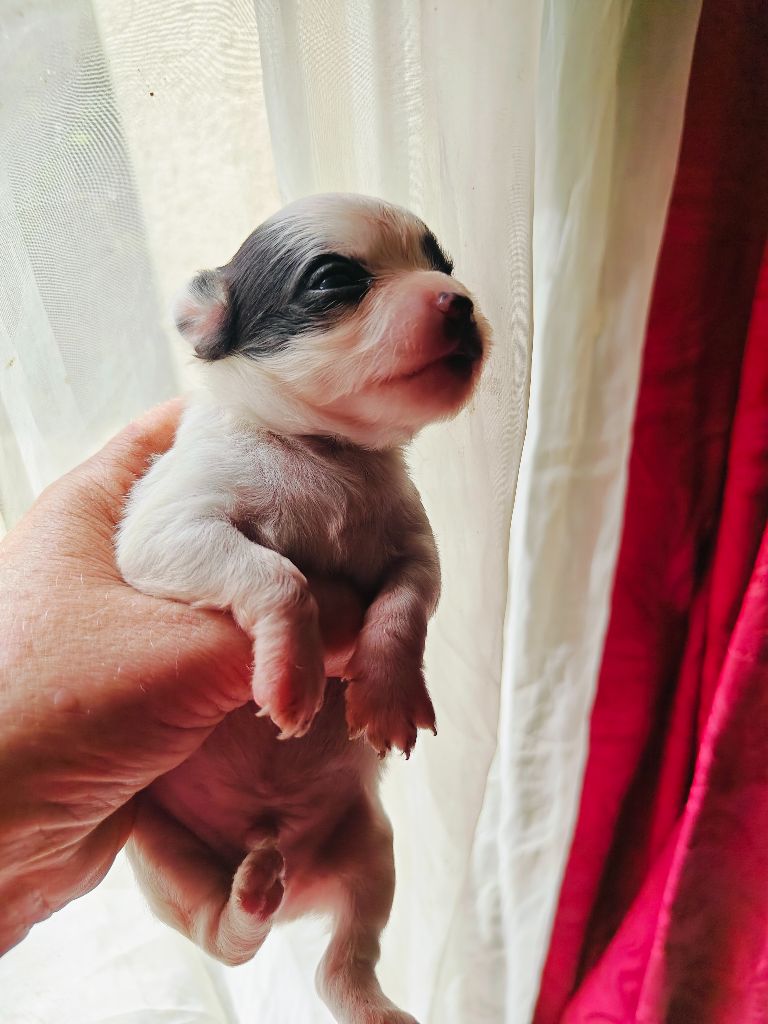 Didier Auger - Chiots disponibles - Chihuahua