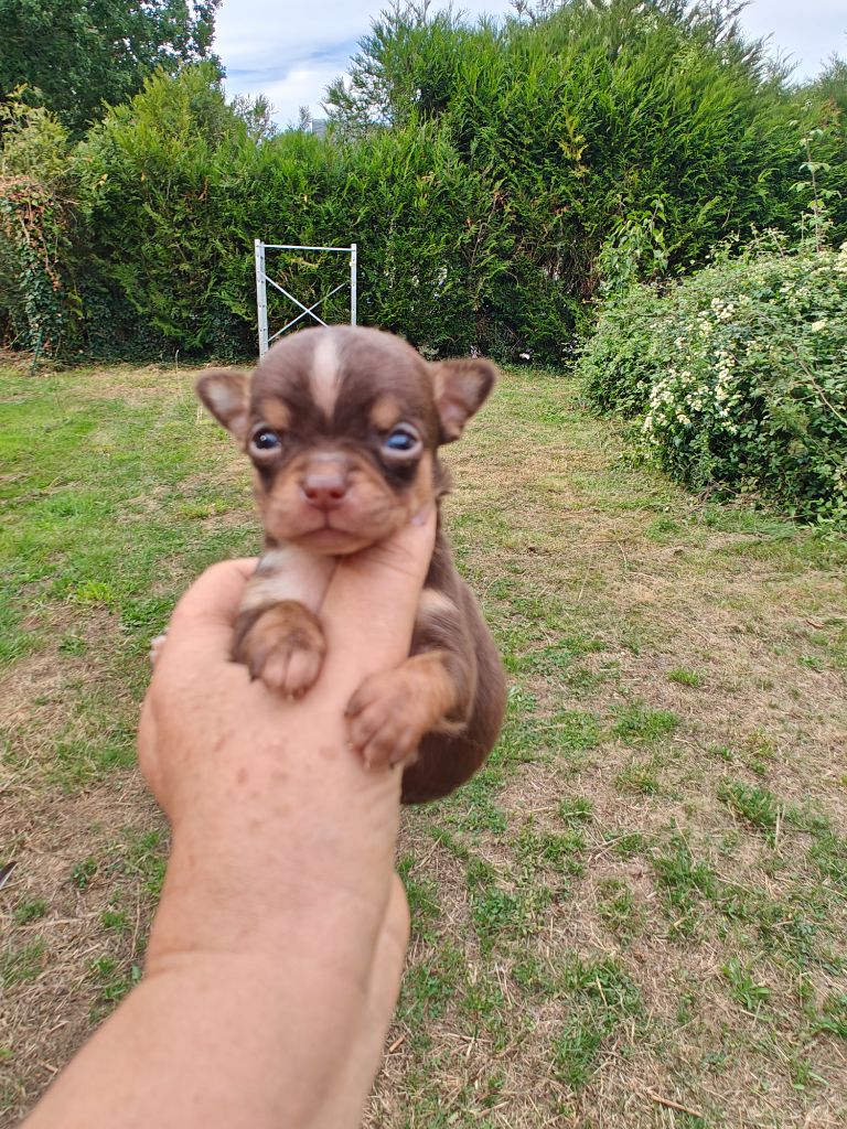 Didier Auger - Chiots disponibles - Chihuahua
