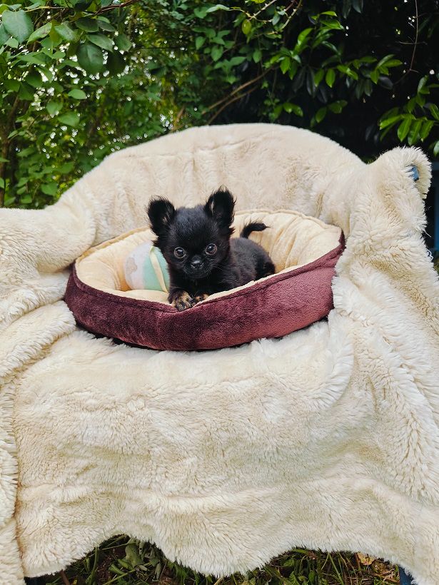 Didier Auger - Chiots disponibles - Chihuahua