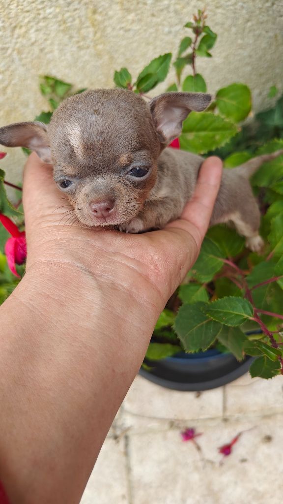 Didier Auger - Chiots disponibles - Chihuahua
