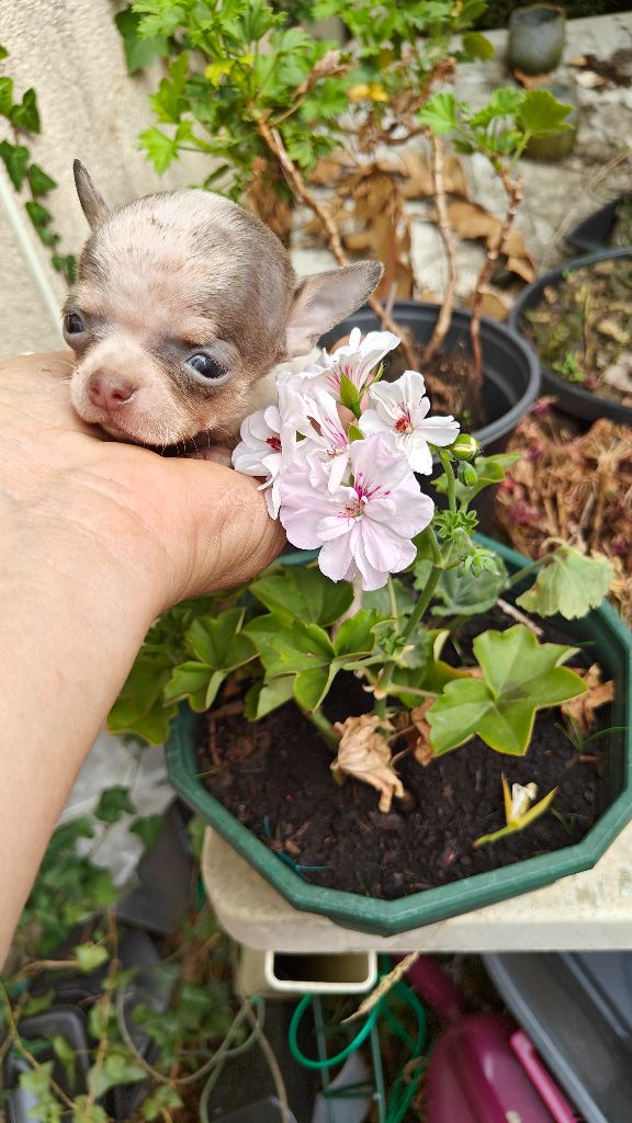 Didier Auger - Chiots disponibles - Chihuahua